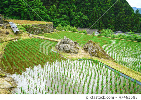 Yotsuya愛知縣新城市的數千個田地 Yotsuya愛知縣新城市的數千個田地 47463585