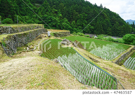 Yotsuya thousands of fields in Shinshiro city, Aichi prefecture 47463587