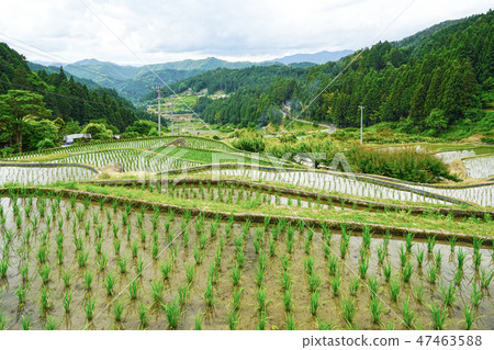 Yotsuya thousands of fields in Shinshiro city, Aichi prefecture 47463588