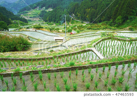 Yotsuya thousands of fields in Shinshiro city, Aichi prefecture 47463593