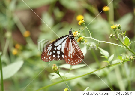 Asagi madara 47463597