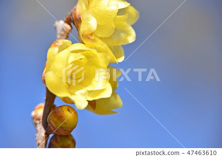 Rowbai (wax plum) 47463610