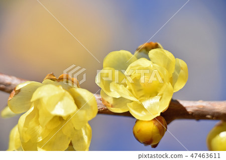 Rowbai (wax plum) 47463611