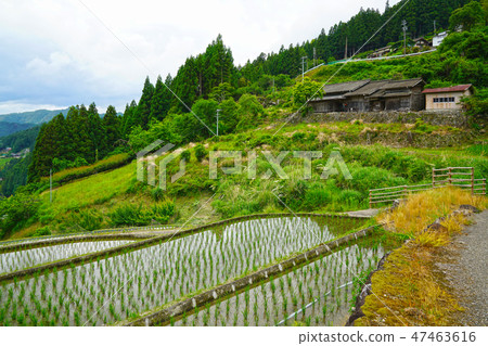 Yotsuya thousands of fields in Shinshiro city, Aichi prefecture 47463616