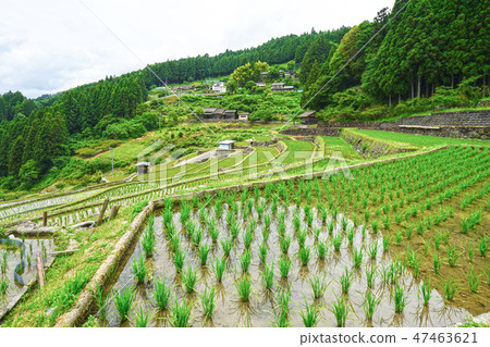 Yotsuya thousands of fields in Shinshiro city, Aichi prefecture 47463621