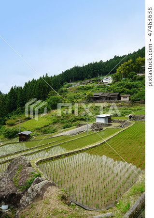 Yotsuya愛知縣新城市的數千個田地 47463638