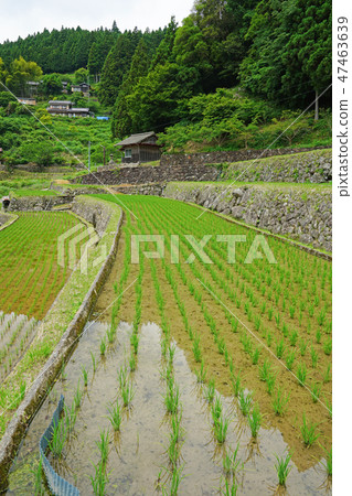 Yotsuya愛知縣新城市的數千個田地 47463639