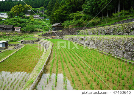 Yotsuya愛知縣新城市的數千個田地 47463640