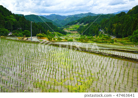 Yotsuya愛知縣新城市的數千個田地 47463641