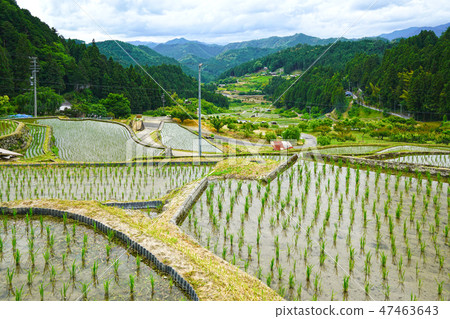 Yotsuya愛知縣新城市的數千個田地 Yotsuya愛知縣新城市的數千個田地 47463643
