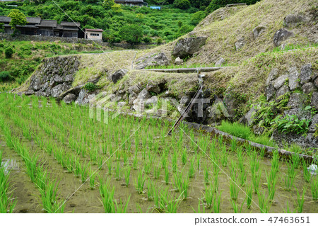 Yotsuya愛知縣新城市的數千個田地 47463651
