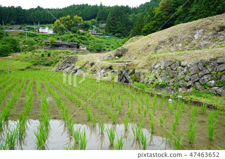 Yotsuya愛知縣新城市的數千個田地 Yotsuya愛知縣新城市的數千個田地 47463652