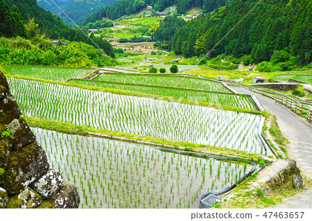 Yotsuya thousands of fields in Shinshiro city, Aichi prefecture 47463657