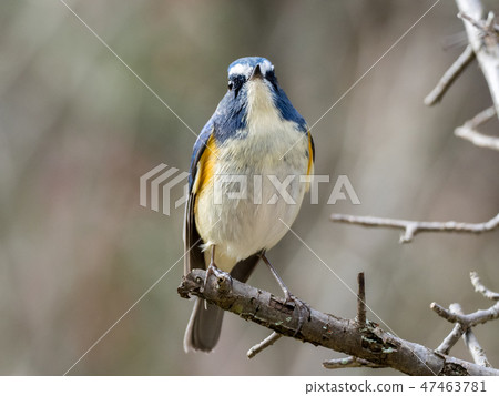 Ruribitaki (male) 47463781