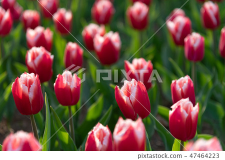 Colorful tulip flower garden Canasta 47464223