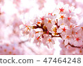 Spring color Spring color 47464248