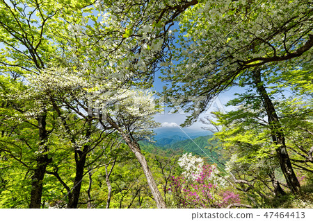 從Tanzawa的Tanzawa山脊看見的富士山，杜鵑花綻放 47464413