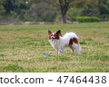 Papillon 47464438