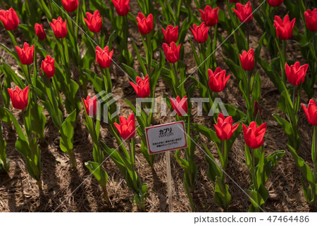 Colorful tulip flower garden Capri 47464486