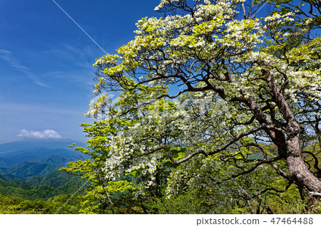 Mt. Fuji seen from the Tanzawa ridgeline of Tanzawa, Azalea bloom 47464488