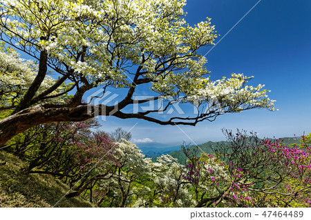 Mt. Fuji seen from the Tanzawa ridgeline of Tanzawa, Azalea bloom 47464489