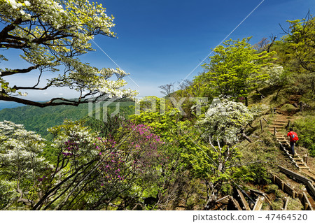 Climber who goes along the Tanzawa ridgeline that blooms white tartario azalea 47464520