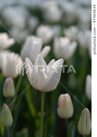 五顏六色的鬱金香花園白雲白雲 五顏六色的鬱金香花園白雲白雲 47464634