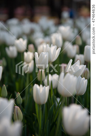 五顏六色的鬱金香花園白雲白雲 47464636
