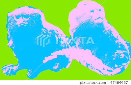 Picture with pygmy monkeys Picture with pygmy monkeys 47464667