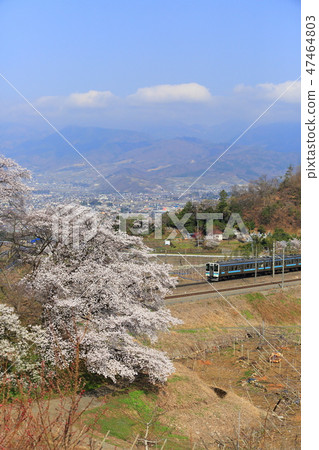 Cherry tree full-bloom Katsunuma vine-cho station Cherry tree full-bloom Katsunuma vine-cho station 47464803