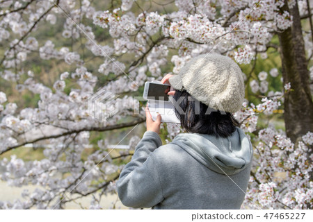 Photo material: cherry blossoms, Iriyama levee, female 47465227