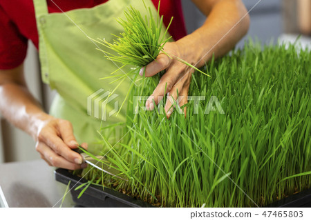 Gardener harvesting wheatgrass 47465803