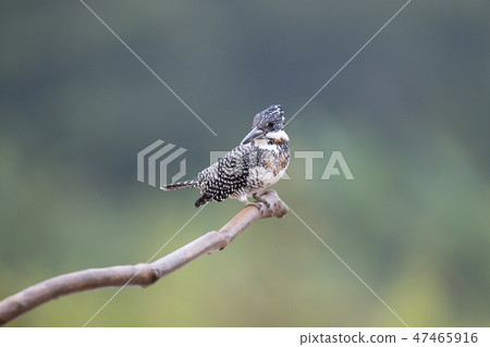 Adult male Crested kingfisher(Megaceryle lugubris) 47465916