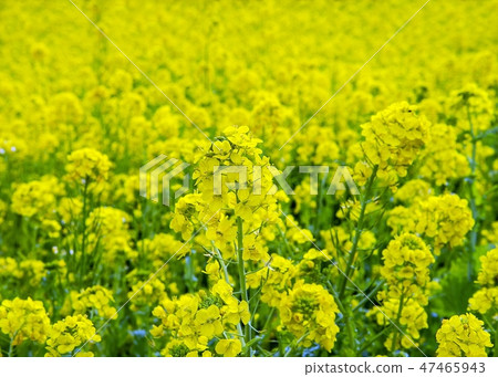 Rape blossoms 47465943