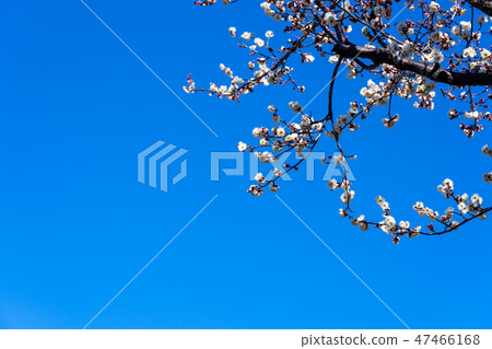 Early bloom white plum morning Early bloom white plum morning 47466168