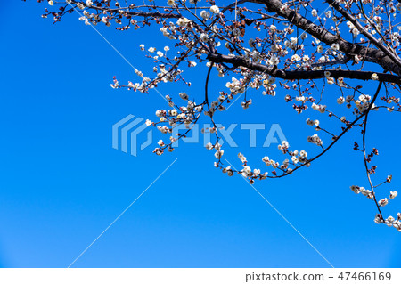 Early bloom white plum morning Early bloom white plum morning 47466169