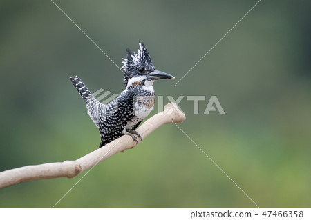 Adult male Crested kingfisher(Megaceryle lugubris) 47466358