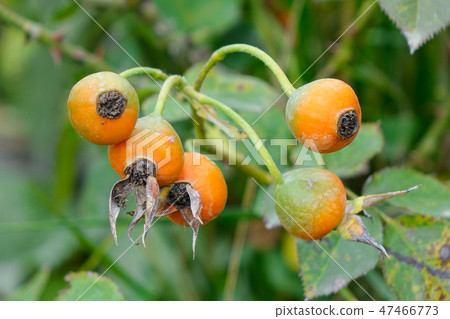Branches of rose hips in autumn Branches of rose hips in autumn 47466773