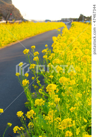 Kagoshima prefecture Aira city City of Kajiki Town Nanohana Road Rape Flower Kajiki cho Kagoshima prefecture Aira city City of Kajiki Town Nanohana Road Rape Flower Kajiki cho 47467344