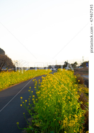 鹿兒島縣Aira市Kajiki鎮Nanohana Road強姦花Kajiki町 47467345