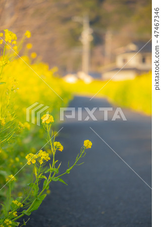 鹿兒島縣Aira市Kajiki鎮Nanohana Road強姦花Kajiki町 47467346