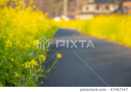 Kagoshima prefecture Aira city City of Kajiki Town Nanohana Road Rape Flower Kajiki cho Kagoshima prefecture Aira city City of Kajiki Town Nanohana Road Rape Flower Kajiki cho 47467347