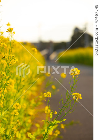 Kagoshima prefecture Aira city City of Kajiki Town Nanohana Road Rape Flower Kajiki cho Kagoshima prefecture Aira city City of Kajiki Town Nanohana Road Rape Flower Kajiki cho 47467349