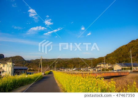 鹿兒島縣Aira市Kajiki鎮Nanohana Road強姦花Kajiki町 47467350