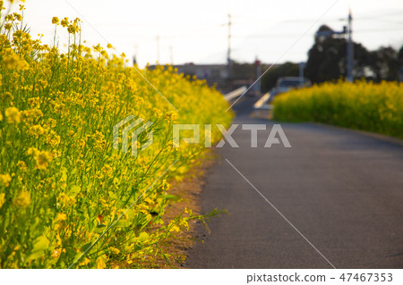 鹿兒島縣Aira市Kajiki鎮Nanohana Road強姦花Kajiki町 47467353