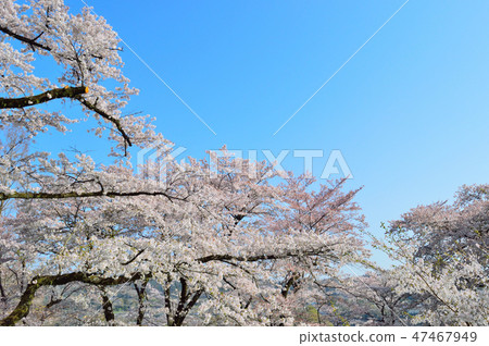 <圖像>盛開的櫻花和藍天（右上方的空間） 47467949
