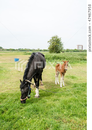 一匹放鬆的馬的父母和孩子在大草原的 47467958