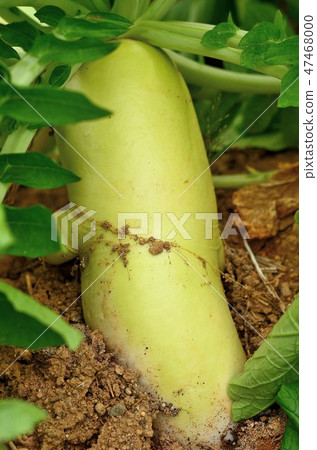 Japanese radish 47468000