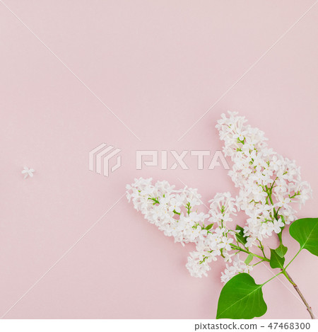 Pink background with white lilac flowers Pink background with white lilac flowers 47468300