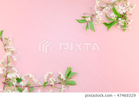White spring cherry tree blooming brunch White spring cherry tree blooming brunch 47468329